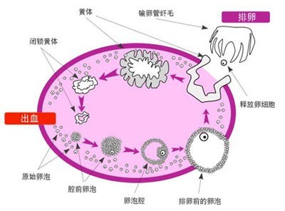 年轻人卵巢“苍老” 都是人流惹的祸