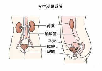 女性长期开车，小心尿道炎盯上你