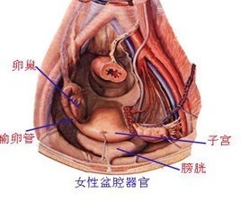 盆腔